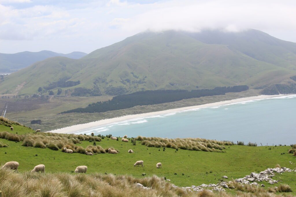 Prati e pecore Nuova Zelanda