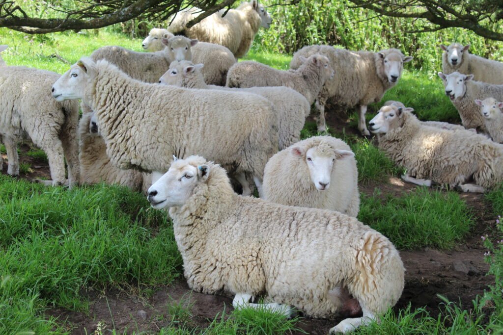 Pecore Nuova Zelanda