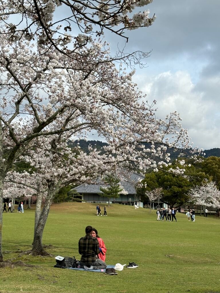 Proposta di matrimonio sotto i ciliegi