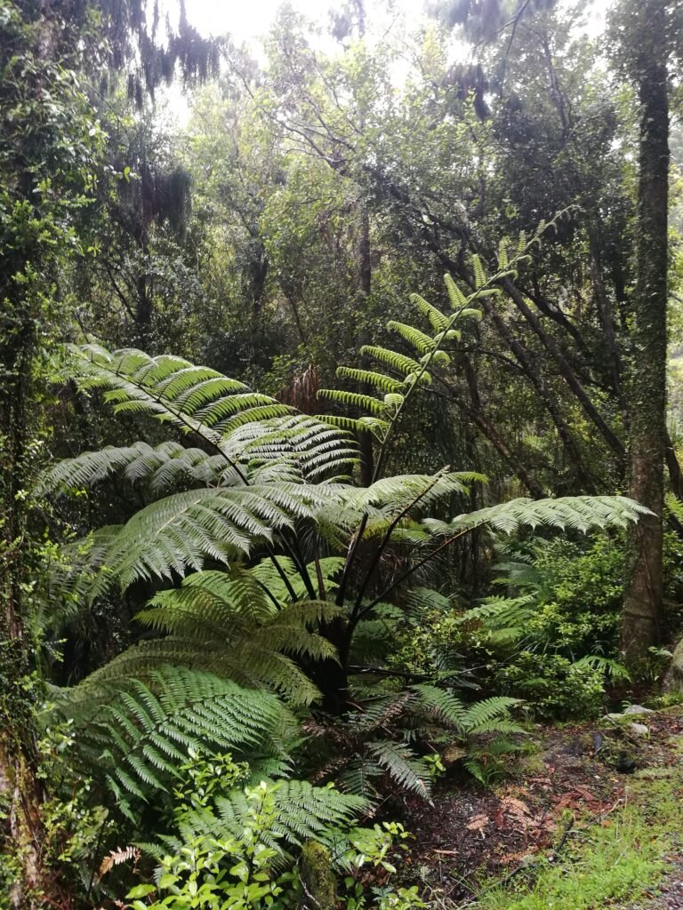 Felci Tongariro Nuova Zelanda