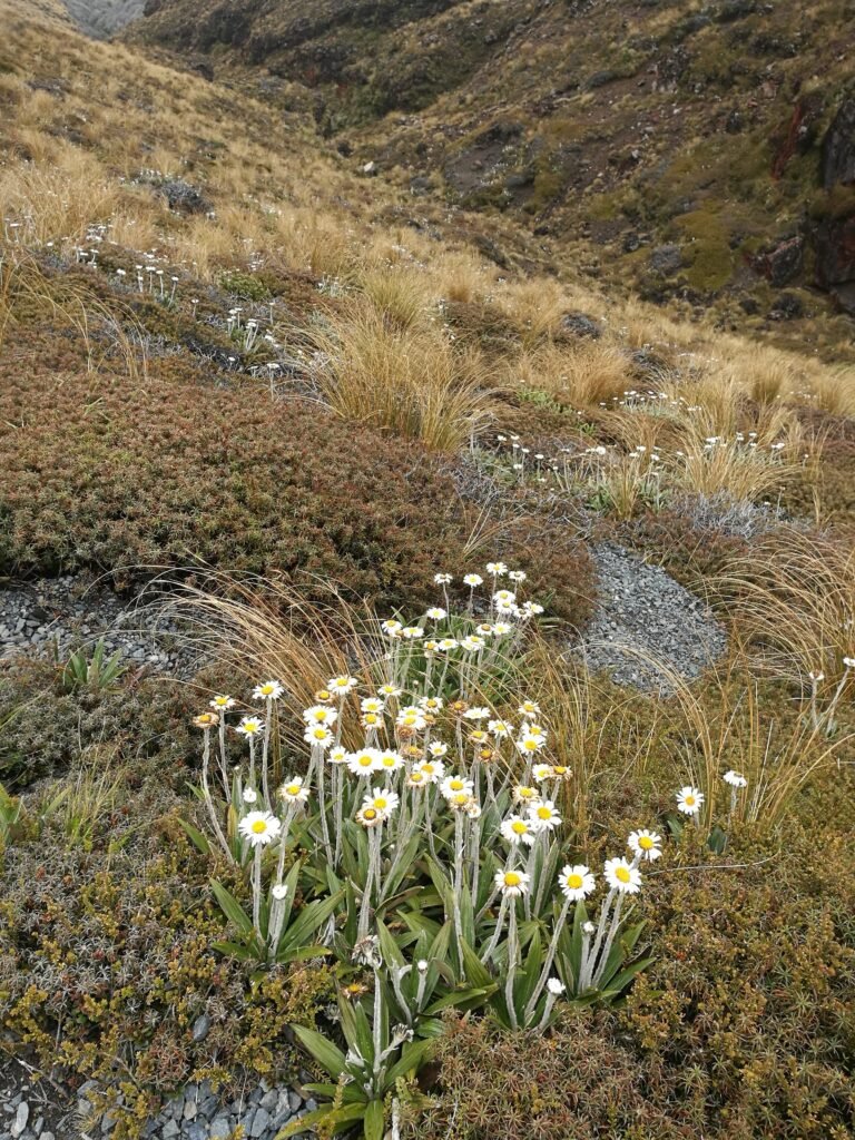 Tongariro Nuova Zelanda