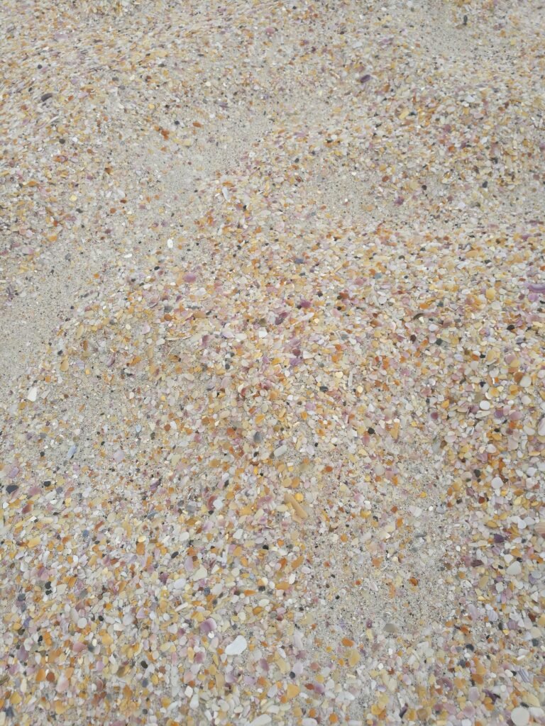 Spiaggi conchiglie Nuova Zelanda