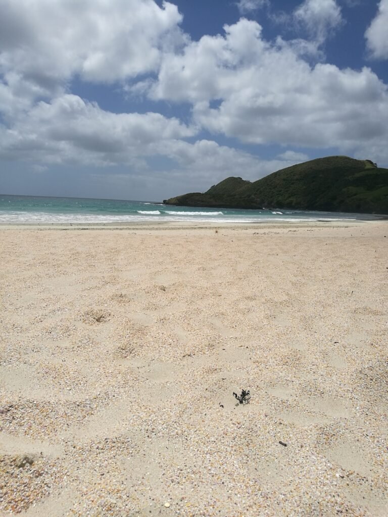 Spiaggi conchiglie Nuova Zelanda