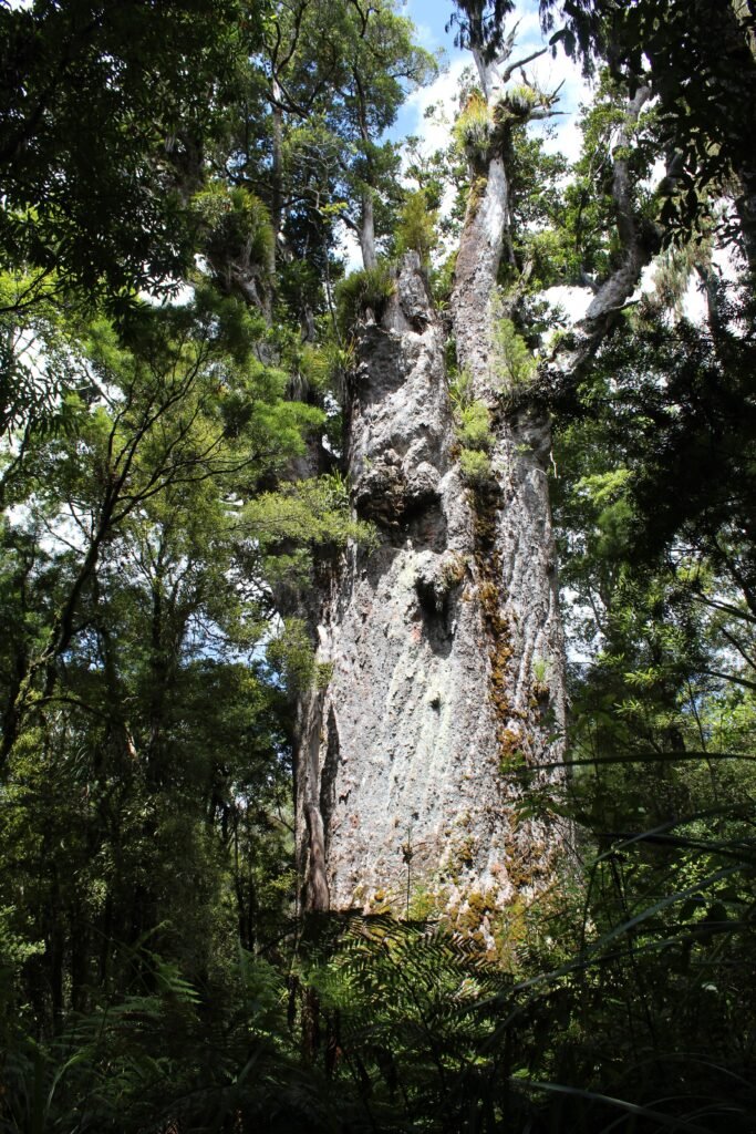 Kauri alberi giganti Nuova Zelanda