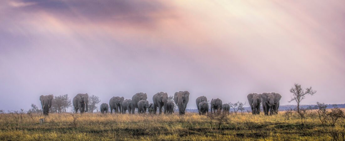 Safari in Tanzania > cooming soon