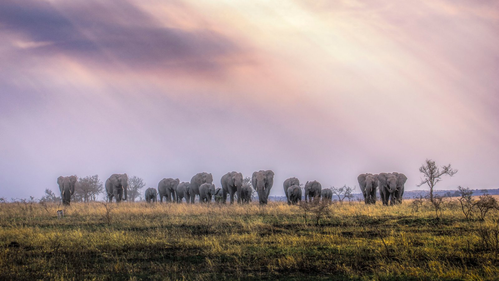 Safari in Tanzania > cooming soon