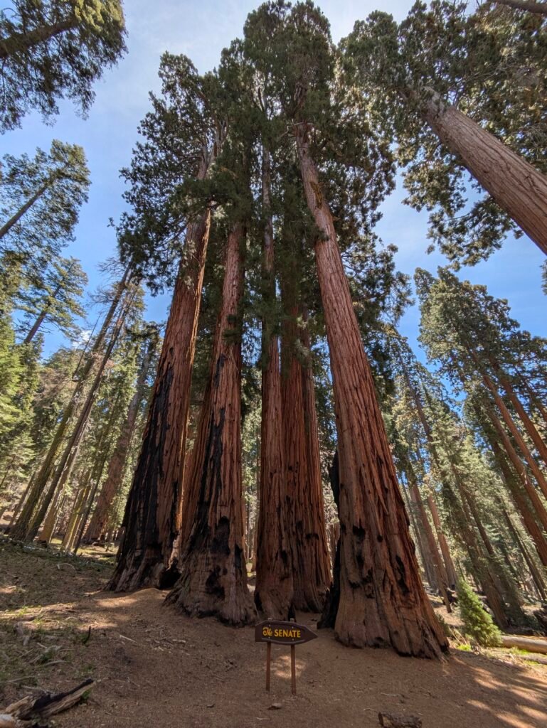 Sequoie USA